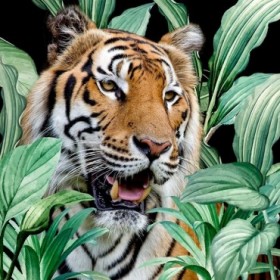 Jungle Tiger - Cuadrostock