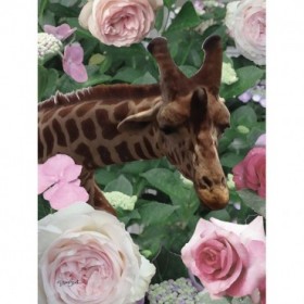 Floral Giraffe - Cuadrostock