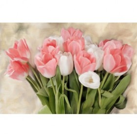 Pink And White Tulips - Cuadrostock