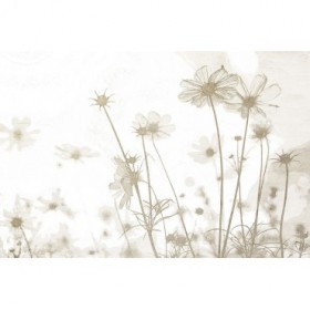 Wildflowers - Cuadrostock