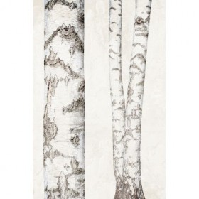Birches 2 - Cuadrostock