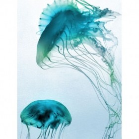 Jelly Fish Friends - Cuadrostock