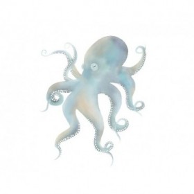 Octopus - Cuadrostock