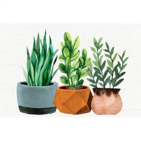 Potted Plants - Cuadrostock
