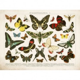Butterfly Chart - Cuadrostock