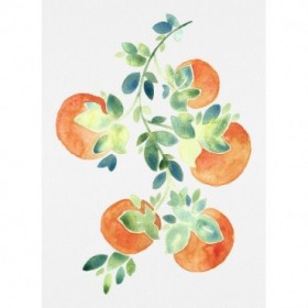 Watercolor Oranges - Cuadrostock