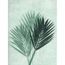 Palm 4 Green - Cuadrostock