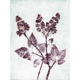 Lilac 1 Aqua Plum - Cuadrostock