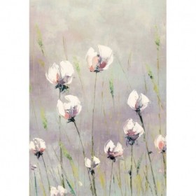 White Tulips - Cuadrostock