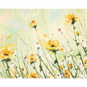 Chrysanthemum and Daisy Field - Cuadrostock