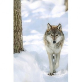 Winter Wolf - Cuadrostock