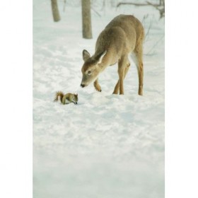 Winter Squirrel and Deer - Cuadrostock