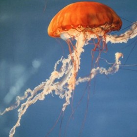 Jelly Fish 2 - Cuadrostock