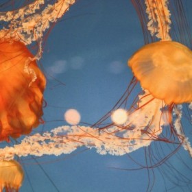 Jelly Fish 1 - Cuadrostock