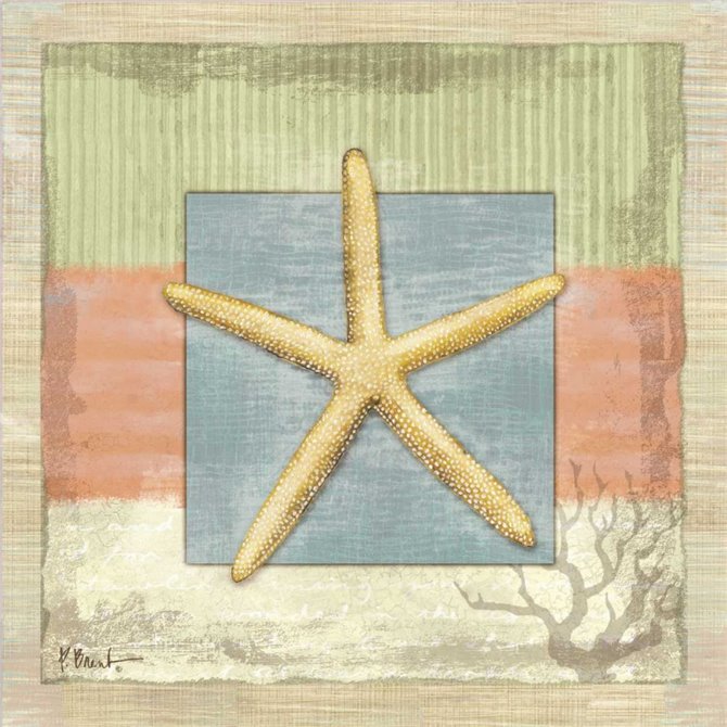 Montego Starfish - Cuadrostock
