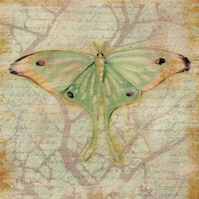 Vintage Butterflies III - Cuadrostock