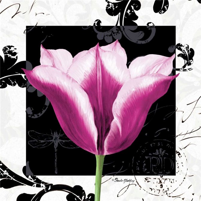Damask Tulip III - Cuadrostock