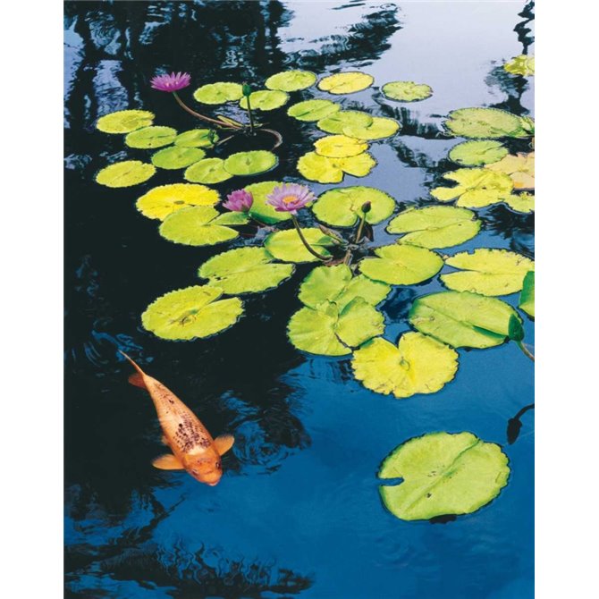 Koi Pond I - Cuadrostock