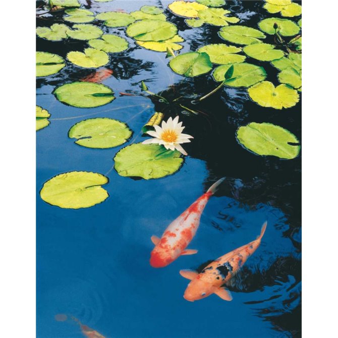 Koi Pond II - Cuadrostock