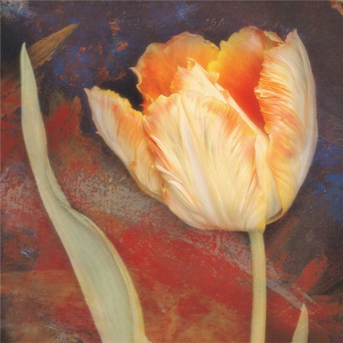 Dusk Tulip II