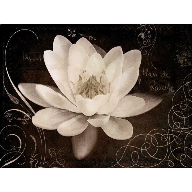 Garden Journal IV