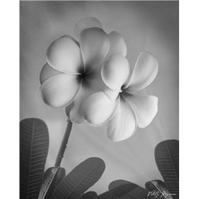 Plumeria I - Cuadrostock