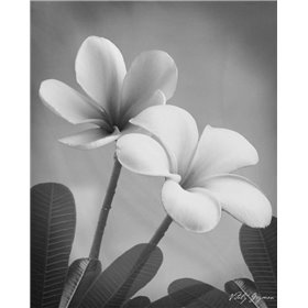 Cuadro para dormitorio - Plumeria II - Cuadrostock