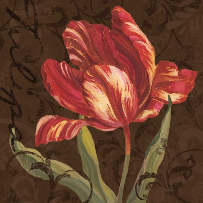 Tulipa II - Cuadrostock