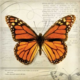 Butterflies Script II - Cuadrostock