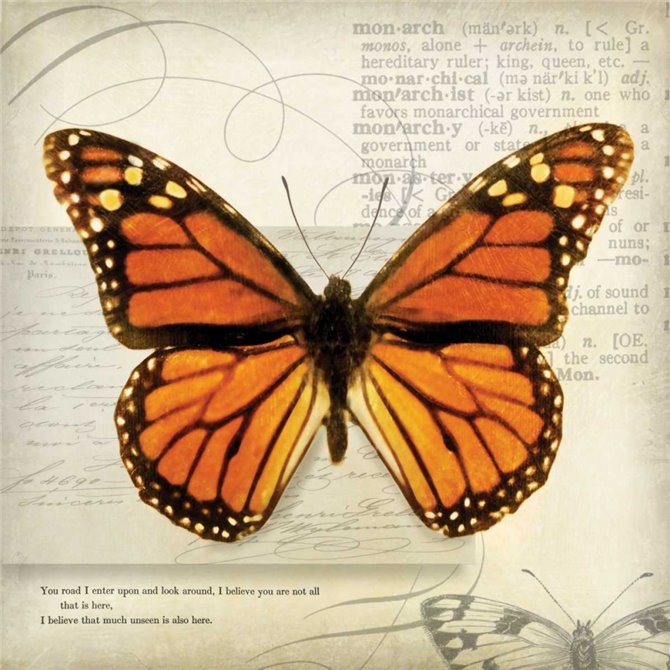 Butterflies Script II