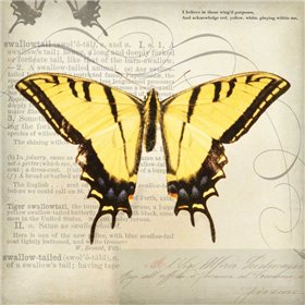 Butterflies Script V - Cuadrostock