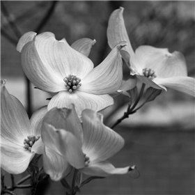 Dogwood Blossoms I BW Sq