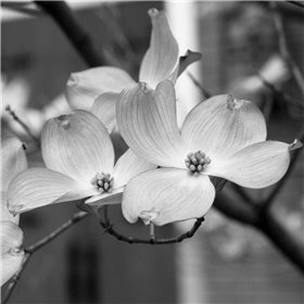 Dogwood Blossoms II BW Sq