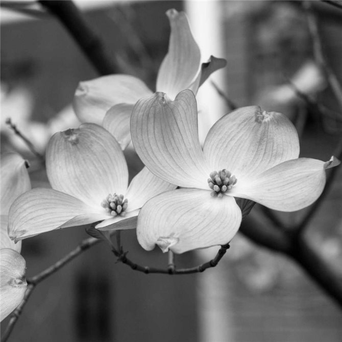Dogwood Blossoms II BW Sq