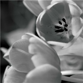 BW Tulips I