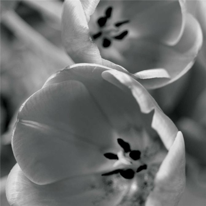 BW Tulips II