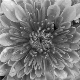 BW Mum Sq II