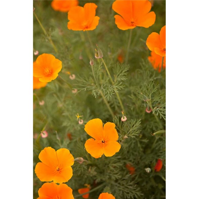 California Poppies I - Cuadrostock