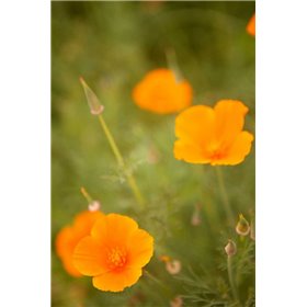 California Poppies II