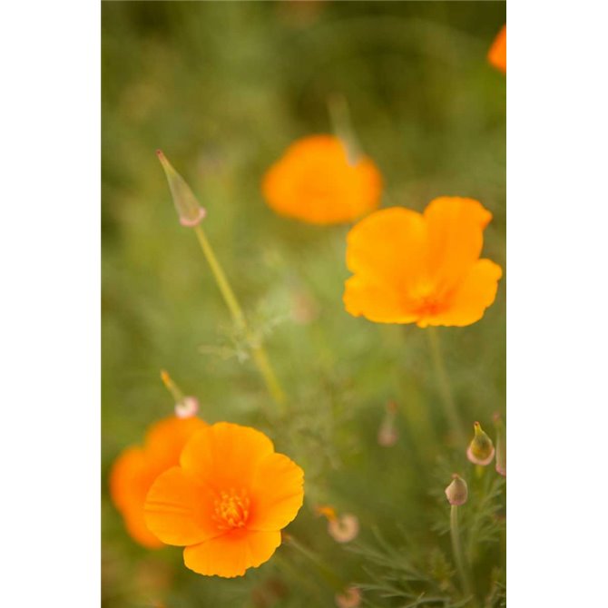 California Poppies II - Cuadrostock