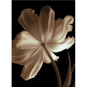 Champagne Tulip II