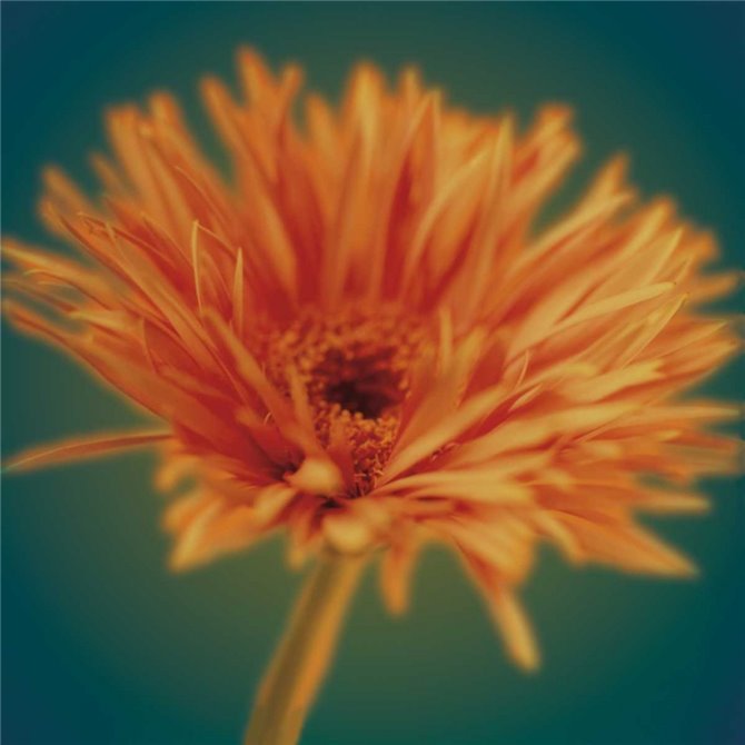 Chrysanthemum on Turquoise - Cuadrostock