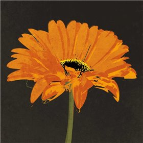 Midnight Gerbera II