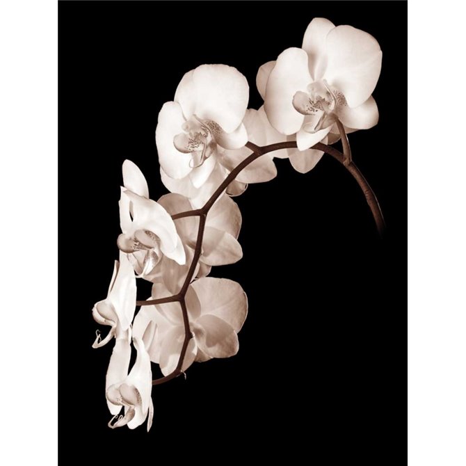 Orchid Dance II - Cuadrostock