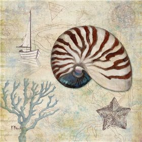 Discovery Shell I