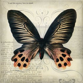 Butterflies Script IV