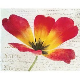 Bloom I