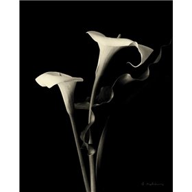 Botanical Elegance Calla III - Cuadrostock