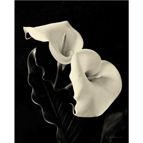 Botanical Elegance Calla IV - Cuadrostock