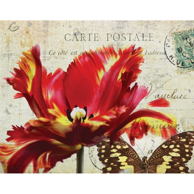 Carte Postale Tulip I